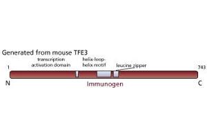 Image no. 1 for anti-Transcription Factor E3 (TFE3) antibody (ABIN967449) (TFE3 antibody)