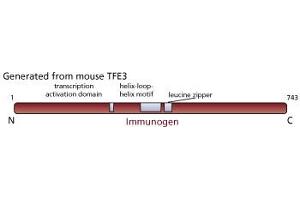 Image no. 1 for anti-Transcription Factor E3 (TFE3) antibody (ABIN967449) (TFE3 antibody)