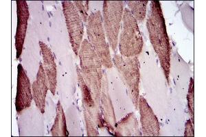Immunohistochemical analysis of paraffin-embedded muscle tissues using Lplunc1 mouse mAb with DAB staining. (BPIFB1 antibody)