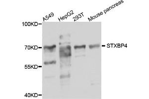Western blot analysis of extracts of various cell lines, using STXBP4 antibody (ABIN5974546) at 1/1000 dilution. (STXBP4 antibody)