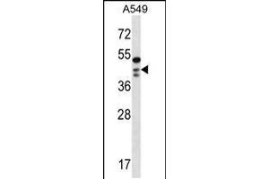 Western blot analysis in A549 cell line lysates (35ug/lane). (OBFC1 antibody  (C-Term))