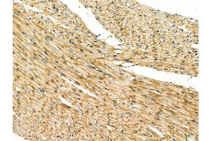 ABIN6260635 and ABIN6268671 at 1/100 staining Rat heart tissue by IHC-P. (CD57 antibody  (N-Term))
