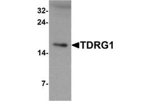 Western blot analysis of TDRG1 in human testis tissue lysate with TDRG1 Antibody  at 1 μg/ml