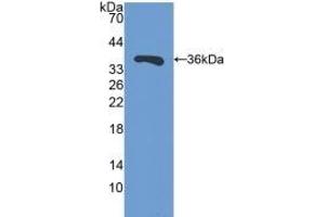 Detection of Recombinant SIRT4, Mouse using Polyclonal Antibody to Sirtuin 4 (SIRT4) (SIRT4 antibody  (AA 26-333))