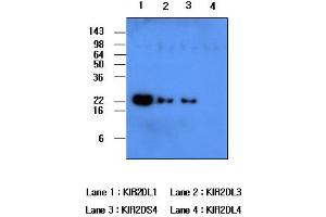 Western blot analysis: Recombinant human protein KIR2DL1, KIR2DL3, KIR2DS4 and KIR2DL4 (each 50ng per well) were resolved by SDS-PAGE, transferred to PVDF membrane and probed with anti-human KIR2DL1 (1:500). (KIR2DL1 antibody)