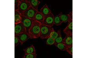 Immunofluorescence (IF) image for anti-CREB Regulated Transcription Coactivator 3 (CRTC3) antibody (ABIN969068)