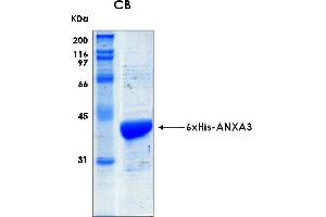 10% SDS-PAGE stained with Coomassie Blue (CB) and peptide fingerprinting by MALDI-TOF mass spectrometry (Annexin A3 Protein (ANXA3) (AA 1-323) (His tag))