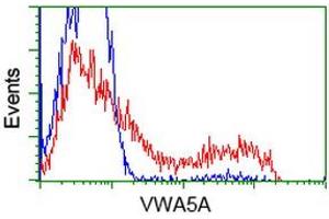 HEK293T cells transfected with either RC212185 overexpress plasmid (Red) or empty vector control plasmid (Blue) were immunostained by anti-VWA5A antibody (ABIN2453787), and then analyzed by flow cytometry. (VWA5A antibody)