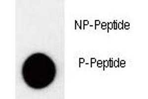 Dot Blot (DB) image for anti-Cyclin-Dependent Kinase Inhibitor 1B (p27, Kip1) (CDKN1B) (pThr157) antibody (ABIN3030631)