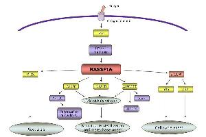 Agathanggelou A. (RASSF1 antibody  (Isoform A, N-Term))