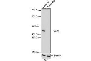 Western blot analysis of extracts from normal (control) and VAT1 knockout (KO) 293T cells using VAT1 Polyclonal Antibody at dilution of 1:1000. (VAT1 antibody)
