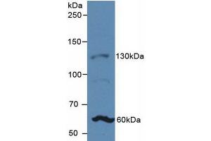 Western blot analysis of Rat Uterus Tissue. (JAG1 antibody  (AA 33-250))