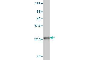 Western Blot detection against Immunogen (33. (Topoisomerase I antibody  (AA 692-765))