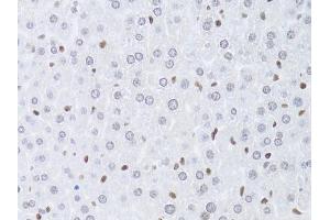 Immunohistochemistry of paraffin-embedded mouse liver using LMNB2 Antibody (ABIN5973877) at dilution of 1/100 (40x lens). (Lamin B2 antibody)