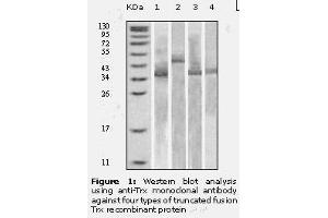 Image no. 1 for anti-Thioredoxin (TXN) antibody (ABIN232133) (TXN antibody)