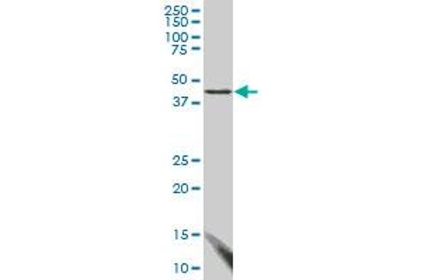 FBLIM1 antibody  (AA 270-373)