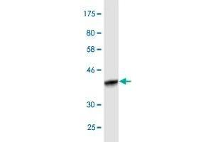 Stanniocalcin 1 antibody  (AA 141-247)