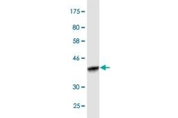 Stanniocalcin 1 antibody  (AA 141-247)