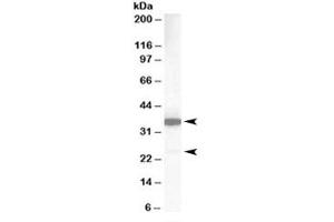 Western blot testing of human lung lysate with MCL1 antibody at 1ug/ml. (MCL-1 antibody)