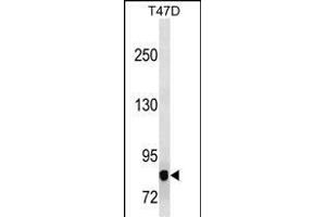 P3K12 Antibody (ABIN1539909 and ABIN2843859) western blot analysis in T47D cell line lysates (35 μg/lane). (MAP3K12 antibody  (AA 828-859))