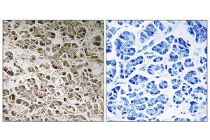 Immunohistochemistry analysis of paraffin-embedded human pancreas tissue using NDUFB1 antibody. (NDUFB1 antibody  (N-Term))