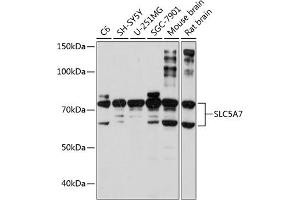 Western blot analysis of extracts of various cell lines, using SLC5 Polyclonal Antibody (ABIN7267643) at 1:1000 dilution. (ChT antibody  (AA 421-580))