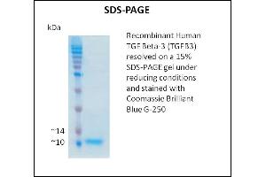 TGFB3 Protein