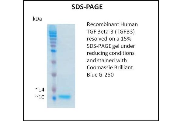 TGFB3 Protein