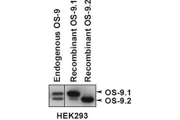 OS9 antibody  (AA 300-400)