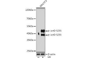 Western blot analysis of extracts of NIH/3T3 cells, using Phospho-JunD-S255 Rabbit mAb (ABIN7268052) at 1:1000 dilution. (JunD antibody  (pSer255))