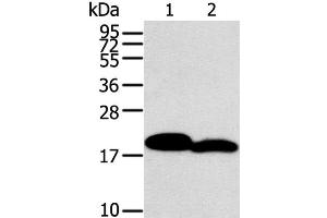 Western Blot analysis of Mouse heart and skin tissue using MYL2 Polyclonal Antibody at dilution of 1:400 (MYL2 antibody)