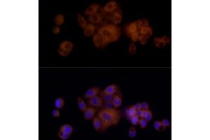 Immunofluorescence analysis of HepG2 cells using PAH Rabbit mAb (ABIN7269264) at dilution of 1:25 (40x lens). (Phenylalanine Hydroxylase antibody)