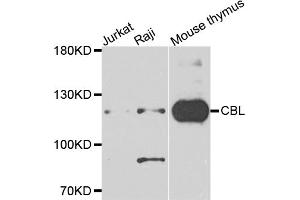 Western blot analysis of extracts of various cell lines, using CBL antibody (ABIN5995395) at 1/1000 dilution. (CBL antibody)