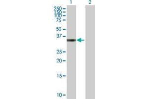 Western Blot analysis of MRPL19 expression in transfected 293T cell line by MRPL19 MaxPab polyclonal antibody. (MRPL19 antibody  (AA 1-292))
