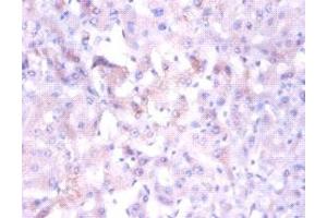 Immunohistochemistry of paraffin-embedded human liver tissue using ABIN7160886 at dilution of 1:100 (NDUFA1 antibody  (AA 1-70))