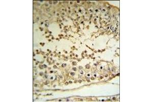 PE Antibody (C-term) (R) IHC analysis in forlin fixed and paraffin embedded hun testis tissue followed by peroxidase conjugation of the secondary antibody and DAB staining.