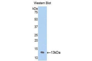Western Blotting (WB) image for anti-Chemokine (C-C Motif) Ligand 23 (CCL23) (AA 22-120) antibody (ABIN1174788) (CCL23 antibody  (AA 22-120))