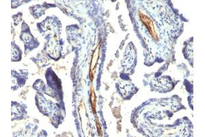 Formalin-fixed, paraffin-embedded human Placenta stained with Podocalyxin Monoclonal Antibody (2A4). (PODXL antibody  (Extracellular Domain))