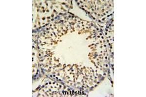 ACBG2 Antibody (Center) IHC analysis in formalin fixed and paraffin embedded mouse testis tissue followed by peroxidase conjugation of the secondary antibody and DAB staining. (ACSBG2 antibody  (Middle Region))