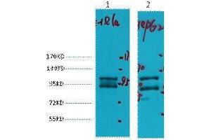 Western Blotting (WB) image for anti-Insulin-Degrading Enzyme (IDE) antibody (ABIN3178636) (IDE antibody)