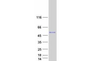 Western Blotting (WB) image for Inhibin, beta A (INHBA) protein (Myc-DYKDDDDK Tag) (ABIN2723453)