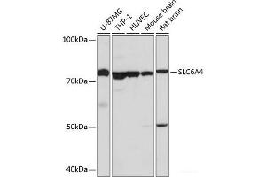 Western blot analysis of extracts of various cell lines using SLC6A4 Polyclonal Antibody at dilution of 1:1000. (SLC6A4 antibody)