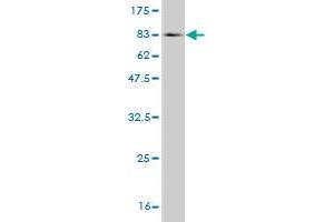 Western Blot detection against Immunogen (71. (Casein Kinase 1 gamma 2 antibody  (AA 1-415))