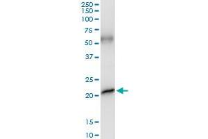 Immunoprecipitation of GH1 transfected lysate using anti-GH1 MaxPab rabbit polyclonal antibody and Protein A Magnetic Bead , and immunoblotted with GH1 purified MaxPab mouse polyclonal antibody (B01P) . (Growth Hormone 1 antibody  (AA 1-217))