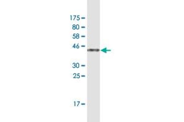 MED9 antibody  (AA 1-146)