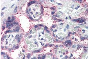 Human Placenta (formalin-fixed, paraffin-embedded) stained with NOTCH3 antibody ABIN337107 at 5 ug/ml followed by biotinylated anti-goat IgG secondary antibody ABIN481715, alkaline phosphatase-streptavidin and chromogen. (NOTCH3 antibody  (AA 2306-2318))