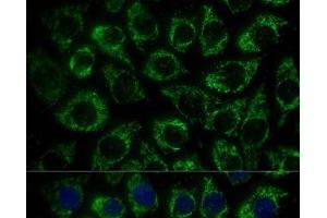 Immunofluorescence (IF) image for anti-Mitochondrial Translational Initiation Factor 2 (MTIF2) antibody (ABIN7259120)