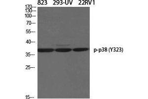 Western Blot (WB) analysis of specific cells using Phospho-p38 (Y323) Polyclonal Antibody. (MAPK14 antibody  (pTyr323))