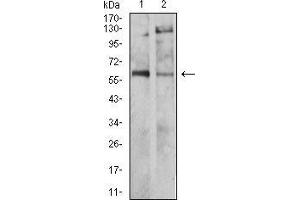 Western blot analysis using TH mouse mAb against SH-SY5Y (1) and PC-12 (2) cell lysate. (TH antibody  (AA 44-208))