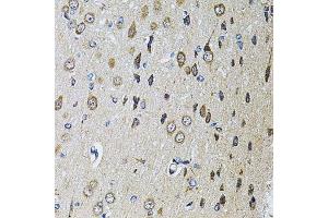 Immunohistochemistry of paraffin-embedded rat brain using PTPRE antibody. (PTPRE antibody  (AA 20-200))